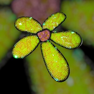 Puede incluir: Primer plano de una flor decorativa con cinco p&eacute;talos. Los p&eacute;talos son de un amarillo vibrante, cubiertos de lentejuelas y delineados en negro. El centro de la flor es de un color rosa-p&uacute;rpura texturizado. El fondo est&aacute; borroso, con toques de verde y negro.