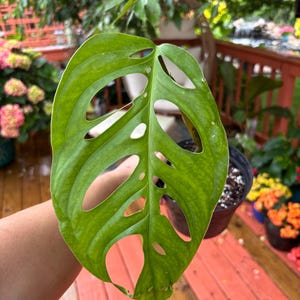 Variegated Monstera Esqueleto - Etsy