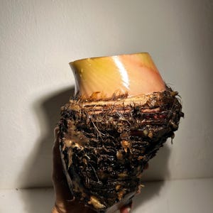 Blau Java (Eiscreme-Banane) Bild 6