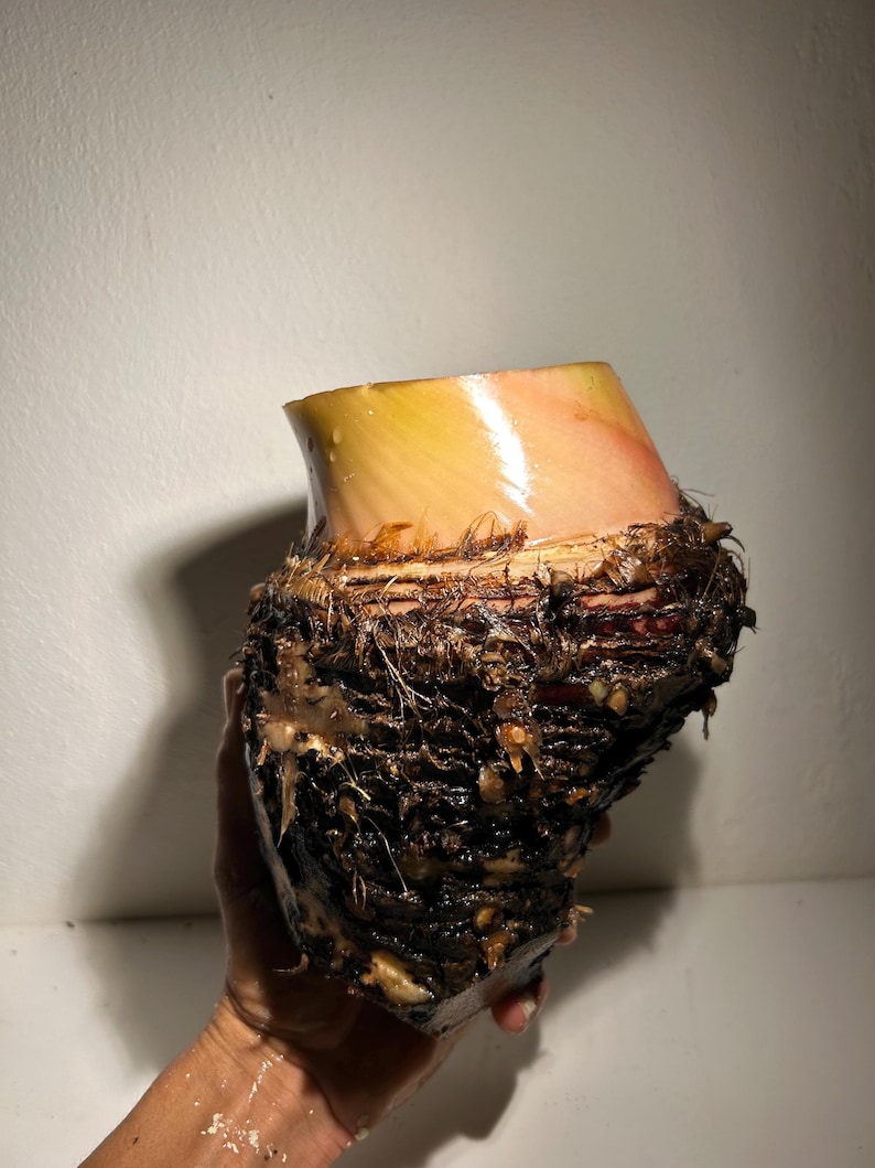 Blau Java (Eiscreme-Banane) Bild 6