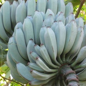 K&ouml;nnte beinhalten: Eine gro&szlig;e Staude mit blauen Java-Bananen, die an einem Stiel h&auml;ngt. Die einzelnen Bananen haben eine ausgepr&auml;gte silbrig-blaue Schale und sind in mehreren dichten B&uuml;scheln angeordnet. Die Fr&uuml;chte sind an einem dicken, faserigen St&auml;ngel befestigt.