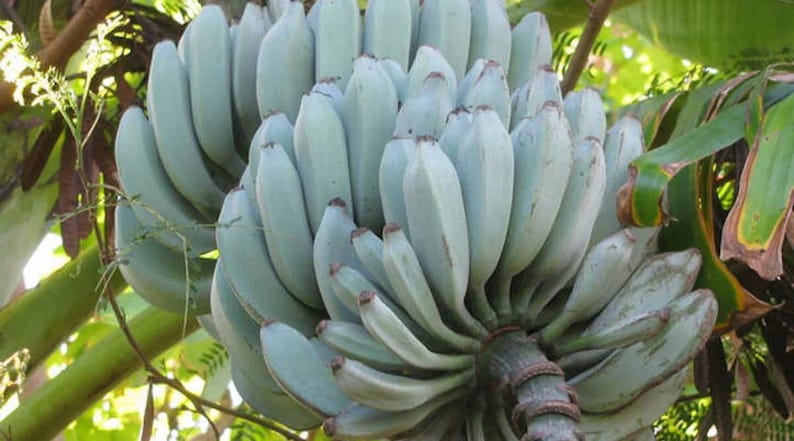 K&ouml;nnte beinhalten: Eine gro&szlig;e Staude mit blauen Java-Bananen, die an einem Stiel h&auml;ngt. Die einzelnen Bananen haben eine ausgepr&auml;gte silbrig-blaue Schale und sind in mehreren dichten B&uuml;scheln angeordnet. Die Fr&uuml;chte sind an einem dicken, faserigen St&auml;ngel befestigt.
