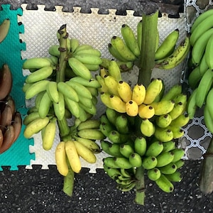 Manzana Plátano (Manzano)