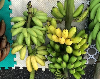 ApfelBanane (Manzano)