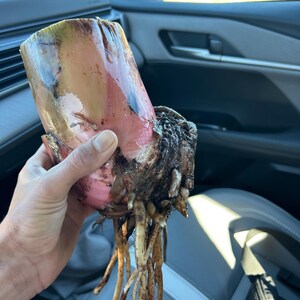 K&ouml;nnte beinhalten: Eine frisch geerntete Bananenpflanzenknolle mit einer glatten, zylindrischen, rosafarbenen Basis und einem faserigen, dunkelbraunen Wurzelsystem, das nach unten ragt. Die Basis weist Feuchtigkeit und organische Erdreste an den Wurzeln auf.