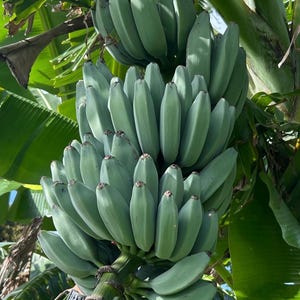 Blue Java (Ice Cream Banana)