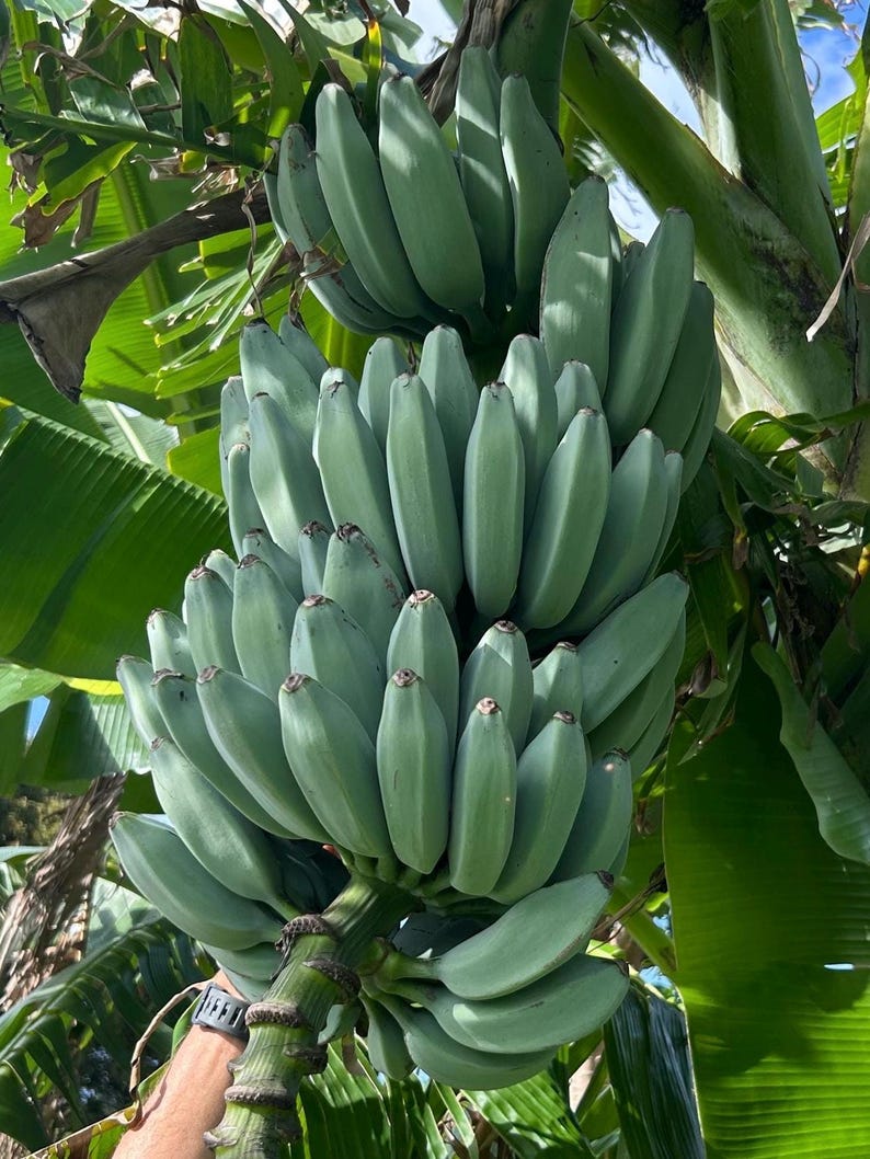 K&ouml;nnte beinhalten: Eine gro&szlig;e, dichte Staude aus unreifen, blassgr&uuml;nen Bananen, die an einem dicken, faserigen Stiel h&auml;ngt. Die einzelnen Bananen sind fest, kantig und eng beieinander angeordnet und zeigen eine glatte, matte Schale inmitten breiter, gr&uuml;ner Bl&auml;tter.