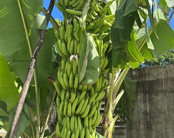 Affenfinger Banane (Dedo De Bruja)