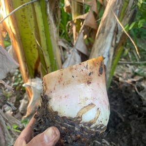 K&ouml;nnte beinhalten: Eine frisch geerntete Bananenknolle mit einem glatten, cremefarbenen oberen Abschnitt und einer dunklen, faserigen, erdbedeckten Wurzelbasis. Die Pflanzenstruktur ist oben horizontal geschnitten und zeigt ein dichtes, feuchtes Inneres.