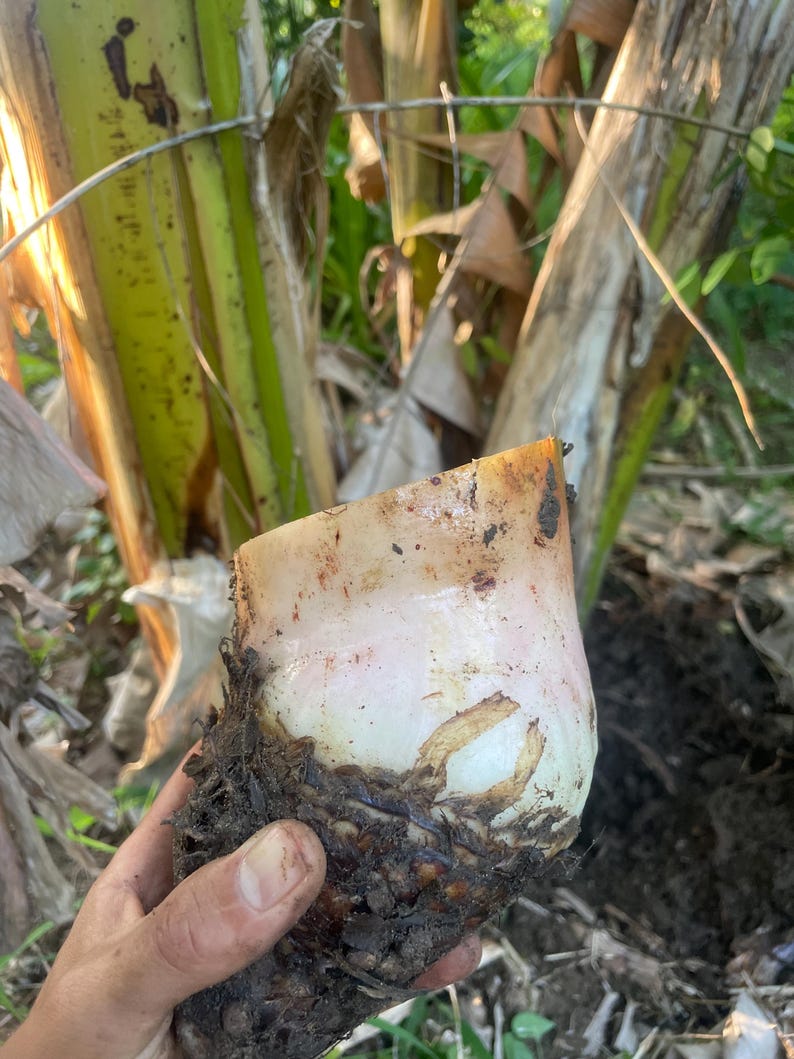 K&ouml;nnte beinhalten: Eine frisch geerntete Bananenknolle mit einem glatten, cremefarbenen oberen Abschnitt und einer dunklen, faserigen, erdbedeckten Wurzelbasis. Die Pflanzenstruktur ist oben horizontal geschnitten und zeigt ein dichtes, feuchtes Inneres.