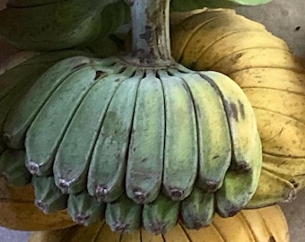 Betende Hände Banane (Mano Santa)