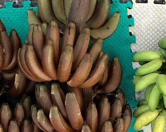 Rote Dacca kubanische Banane (Morado)