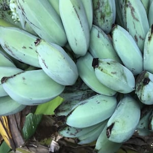K&ouml;nnte beinhalten: Eine gro&szlig;e, dichte Staude unreifer Bananen mit einem ausgepr&auml;gten blassgr&uuml;nen, silbrig-blauen Farbton. Die einzelnen Fr&uuml;chte sind dick, kantig und eng beieinander angeordnet, mit dunkelbraunen Spitzen und einer glatten, festen Hautstruktur.