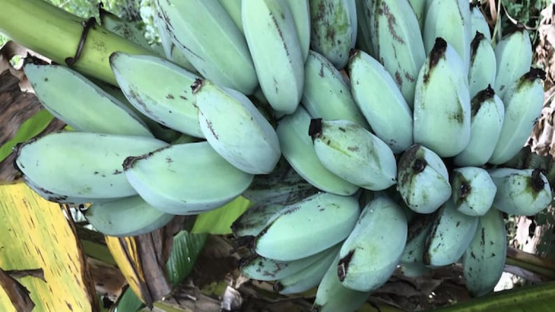 K&ouml;nnte beinhalten: Eine gro&szlig;e, dichte Staude unreifer Bananen mit einem ausgepr&auml;gten blassgr&uuml;nen, silbrig-blauen Farbton. Die einzelnen Fr&uuml;chte sind dick, kantig und eng beieinander angeordnet, mit dunkelbraunen Spitzen und einer glatten, festen Hautstruktur.