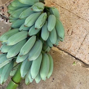 K&ouml;nnte beinhalten: Eine gro&szlig;e Staude aus rohen, unreifen Bananen mit einer ausgepr&auml;gten blass bl&auml;ulich-gr&uuml;nen Schale. Die Fr&uuml;chte sind dicht um einen dicken, gr&uuml;nen Mittelstiel angeordnet und weisen eine feste, kantige Form mit spitzen Enden auf.