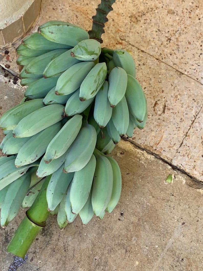 K&ouml;nnte beinhalten: Eine gro&szlig;e Staude aus rohen, unreifen Bananen mit einer ausgepr&auml;gten blass bl&auml;ulich-gr&uuml;nen Schale. Die Fr&uuml;chte sind dicht um einen dicken, gr&uuml;nen Mittelstiel angeordnet und weisen eine feste, kantige Form mit spitzen Enden auf.