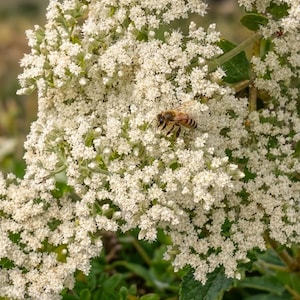 200+ White Joe Pye Weed Seeds | Pollinator Wildflower Seeds | Bee & Butterfly Garden Plant | Perennial Flower Seeds | Native Meadow Flowers
