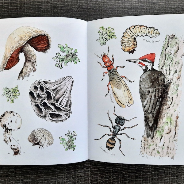 Nature Sketchbook Zine