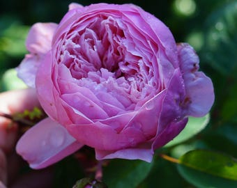 May include: A vibrant pink rose in full bloom with densely packed petals and visible water droplets. The flower is accompanied by two smaller, tightly closed rose buds on a green stem with dark green leaves in the background.