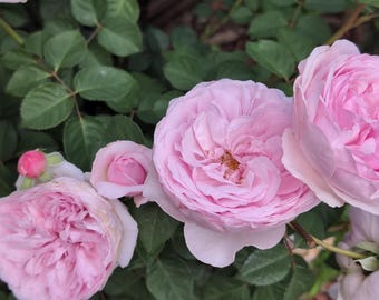 Mon Coeur 我的心モン クゥール Fragrance. Japanese Rose Continue