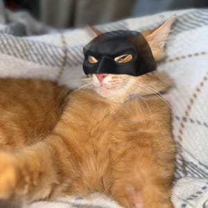 Op de afbeelding: Een oranje kat met een zwart superheldenmasker. De kat ligt op een deken met een ruitpatroon. Het masker bedekt de ogen en de neus van de kat.
