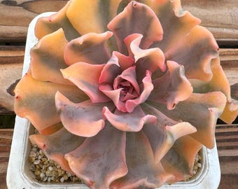 Echeveria 'laɪˈbɪəriə' variegated   3.7"
