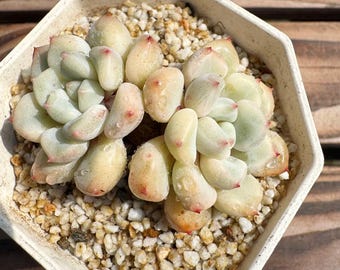 Echeveria 'Orange Ice' Variegated
