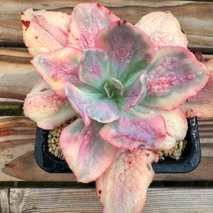 May include: A variegated succulent plant with fleshy, ruffled leaves in shades of pastel pink, cream, and soft green. The plant is potted in a small, square black plastic container filled with light-colored gravel, displaying a rosette growth pattern.