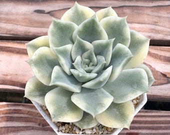 Echeveria 'Erica' Variegated