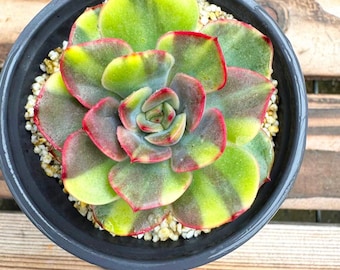 Echeveria 'Dark Fragrance Snow' variegated