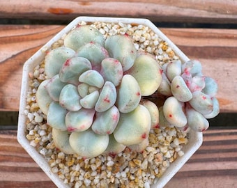 Echeveria 'Orange Ice' Variegated