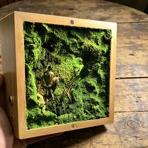 May include: A square wooden box with a miniature moss garden inside. The garden features vibrant green moss, small plants, and a tiny figurine. The box has a natural wood finish and is held by a hand.
