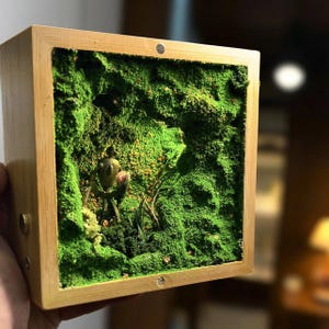 May include: A small, square wooden box with a miniature moss garden inside. The box has a natural wood finish and a small metal accent. The moss is a vibrant green, and a small figurine is visible within the miniature landscape.