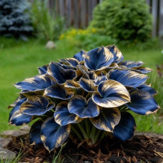 Rare Hosta Seeds for Planting – Perennial Heart-Shaped Foliage Plant for Outdoor Garden & Bonsai Decor