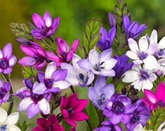 Bulbos de Babiana Stricta Mix / Flores de babuino resistentes a la sequía
