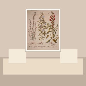 Peut inclure: Illustration botanique encadr&eacute;e repr&eacute;sentant trois plantes avec leurs racines, tiges et fleurs. Les couleurs sont le vert, le marron et le rouge. Le fond est neutre. Les noms scientifiques des plantes sont inscrits en dessous de l'image.