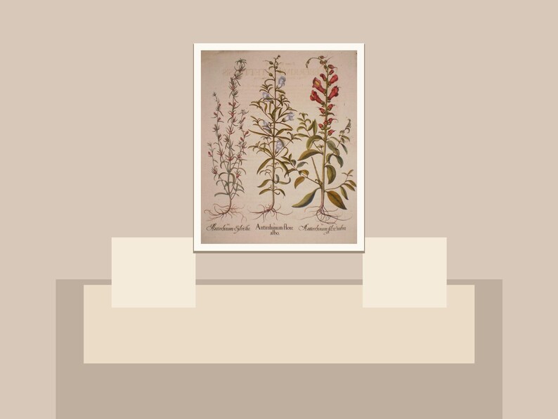 Peut inclure: Illustration botanique encadr&eacute;e repr&eacute;sentant trois plantes avec leurs racines, tiges et fleurs. Les couleurs sont le vert, le marron et le rouge. Le fond est neutre. Les noms scientifiques des plantes sont inscrits en dessous de l'image.