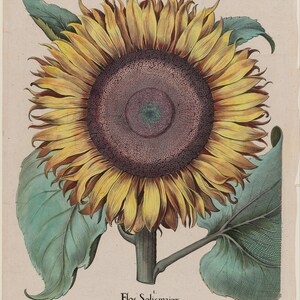 May include: A botanical illustration of a sunflower, featuring a large, yellow flower head with a dark brown center. Green leaves and a stem are visible. The text "Flos Solis maior" is at the bottom.