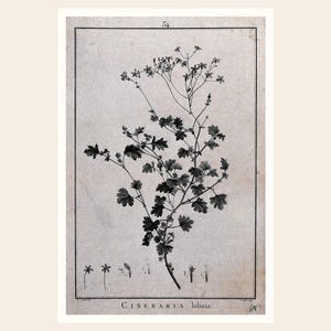 May include: A botanical illustration of Cineraria lobata, featuring a detailed drawing of the plant's stem, leaves, and flowers. The artwork is in black and white, with the plant's name at the bottom. The image has a vintage aesthetic, with a cream-colored background.
