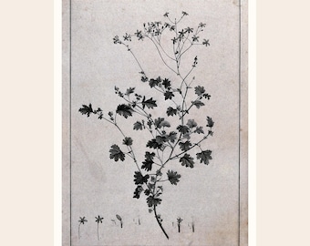 Vintage Cineraria Botanical Print | Restored Floral Wall Art (Digital Download)