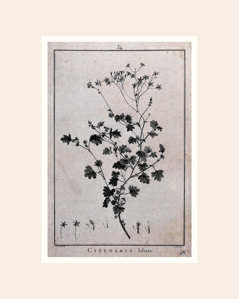 May include: A botanical illustration of Cineraria lobata, featuring a detailed drawing of the plant's stem, leaves, and flowers. The artwork is in black and white, with the plant's name at the bottom. The image has a vintage aesthetic, with a cream-colored background.