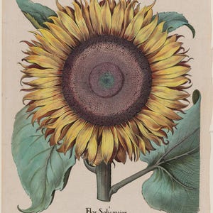 May include: A botanical illustration of a sunflower, featuring a large, yellow-petaled flower with a dark brown center. Green leaves and a stem are also visible. The text "Flos Solis maior" is printed at the bottom.