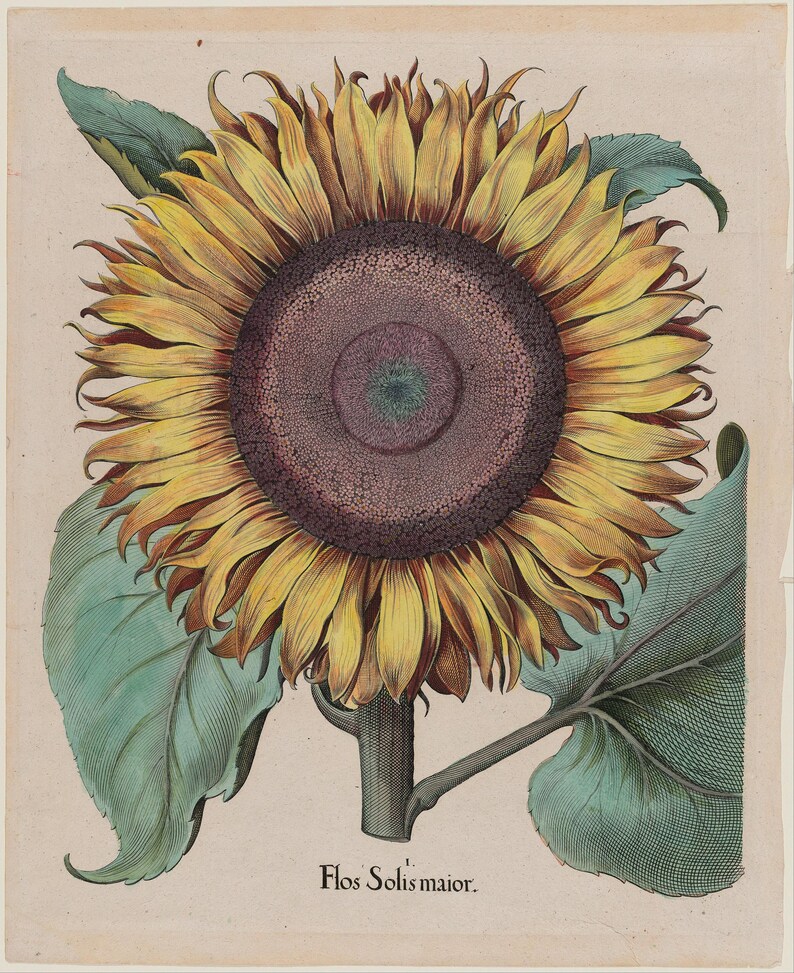 May include: A botanical illustration of a sunflower, featuring a large, yellow-petaled flower with a dark brown center. Green leaves and a stem are also visible. The text "Flos Solis maior" is printed at the bottom.