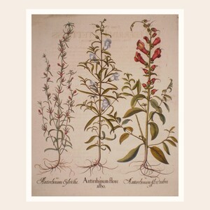 Peut inclure: Illustration botanique ancienne repr&eacute;sentant trois plantes &agrave; fleurs. Les plantes pr&eacute;sentent des fleurs rouges, blanches et orange, avec des feuilles vertes. L'illustration est sur fond cr&egrave;me, avec du texte latin en bas.