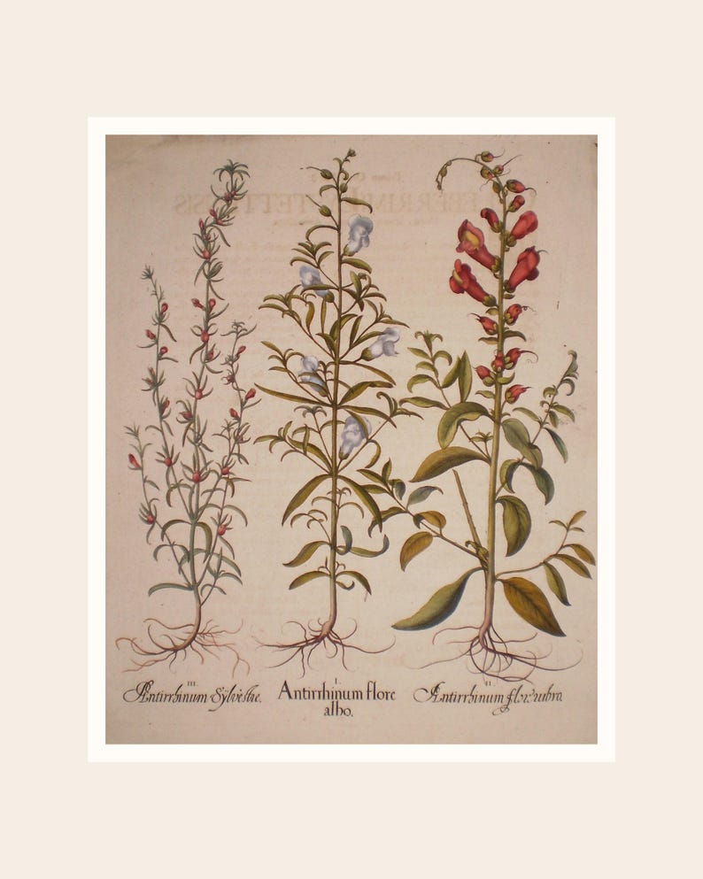 Peut inclure: Illustration botanique ancienne repr&eacute;sentant trois plantes &agrave; fleurs. Les plantes pr&eacute;sentent des fleurs rouges, blanches et orange, avec des feuilles vertes. L'illustration est sur fond cr&egrave;me, avec du texte latin en bas.