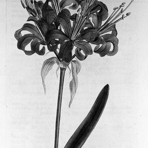 May include: A detailed black and white botanical illustration of a flower with multiple petals and long stamens. The image includes a long stem and a single leaf. The text "N1090" is visible in the upper right corner.