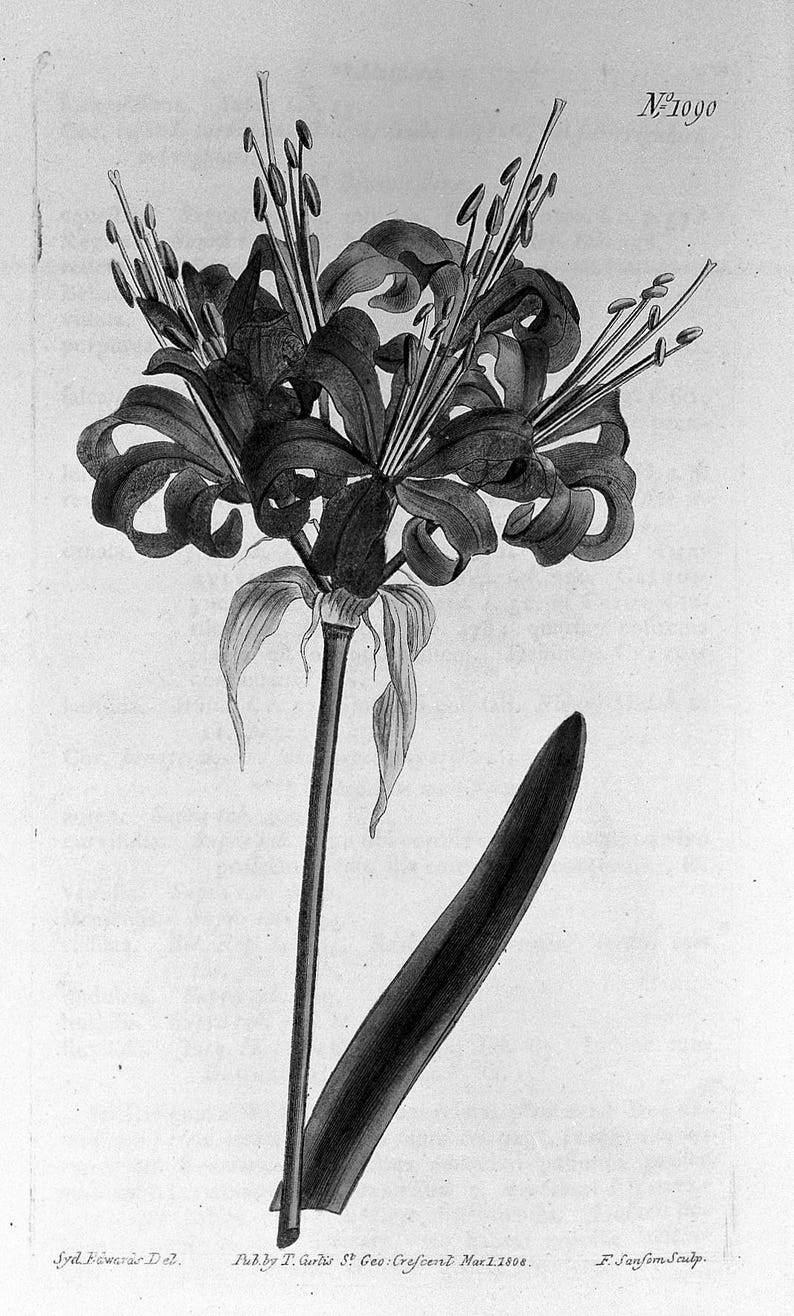 May include: A detailed black and white botanical illustration of a flower with multiple petals and long stamens. The image includes a long stem and a single leaf. The text "N1090" is visible in the upper right corner.