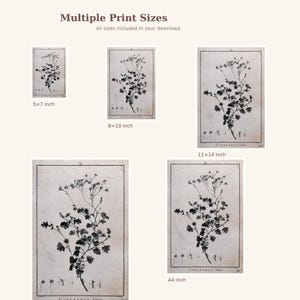 May include: Botanical art prints in various sizes, including 5x7 inch, 8x10 inch, 11x14 inch, and A4 inch. Each print features a detailed black and white illustration of a flowering plant on a vintage-style paper background. The text "Multiple Print Sizes" is at the top.