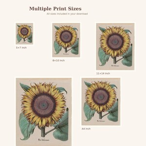 May include: A collection of botanical art prints featuring sunflowers in various sizes: 5x7, 8x10, 11x14 inches, and A4. Each print showcases a detailed illustration of a sunflower with green leaves and stems, set against a beige background. The text "Flos Solis maior" is visible.