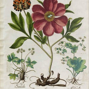 May include: A botanical illustration featuring several plants. A large, deep red flower with a yellow center is prominent. Other plants include a seed pod, small white flowers, and leafy green foliage. The text "Paonia mas flore purpureo" is visible.
